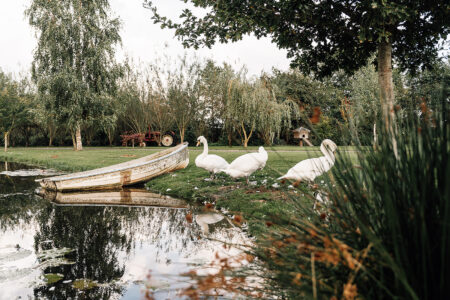 Swans by lake